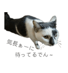 我が家の犬猫（個別スタンプ：1）