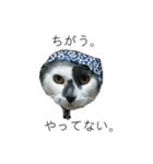 我が家の犬猫（個別スタンプ：2）
