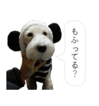 我が家の犬猫（個別スタンプ：3）