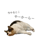 我が家の犬猫（個別スタンプ：4）