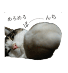 我が家の犬猫（個別スタンプ：5）