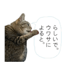 我が家の犬猫（個別スタンプ：6）