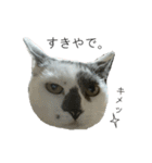 我が家の犬猫（個別スタンプ：9）