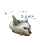 我が家の犬猫（個別スタンプ：10）