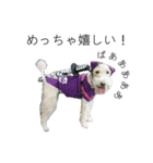 我が家の犬猫（個別スタンプ：12）