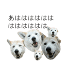 我が家の犬猫（個別スタンプ：13）