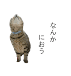 我が家の犬猫（個別スタンプ：14）