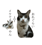 我が家の犬猫（個別スタンプ：16）