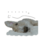 我が家の犬猫（個別スタンプ：17）
