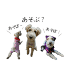 我が家の犬猫（個別スタンプ：19）