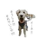 我が家の犬猫（個別スタンプ：20）