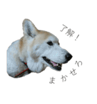 我が家の犬猫（個別スタンプ：21）