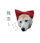 我が家の犬猫（個別スタンプ：22）