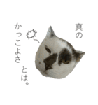 我が家の犬猫（個別スタンプ：23）