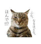 我が家の犬猫（個別スタンプ：25）