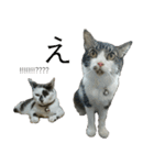 我が家の犬猫（個別スタンプ：26）