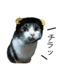 我が家の犬猫（個別スタンプ：27）