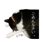 我が家の犬猫（個別スタンプ：28）