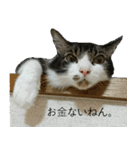 我が家の犬猫（個別スタンプ：29）