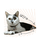 我が家の犬猫（個別スタンプ：30）