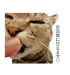 我が家の犬猫（個別スタンプ：31）