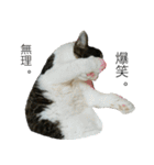 我が家の犬猫（個別スタンプ：32）