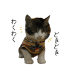 我が家の犬猫（個別スタンプ：33）