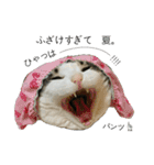 我が家の犬猫（個別スタンプ：34）