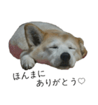 我が家の犬猫（個別スタンプ：35）