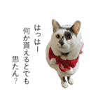 我が家の犬猫（個別スタンプ：39）
