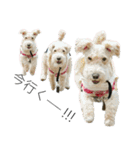 我が家の犬猫（個別スタンプ：40）