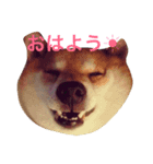 豆柴 りゅうちゃん（個別スタンプ：1）