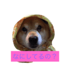 豆柴 りゅうちゃん（個別スタンプ：2）