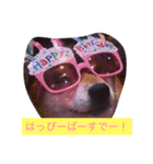 豆柴 りゅうちゃん（個別スタンプ：4）