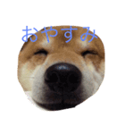 豆柴 りゅうちゃん（個別スタンプ：6）