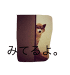 豆柴 りゅうちゃん（個別スタンプ：8）