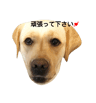 Lily＆Lob 2（個別スタンプ：6）