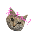 えびぞーだよー（個別スタンプ：3）