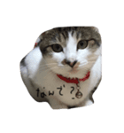 こゆきまる（個別スタンプ：3）
