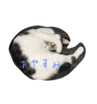 こゆきまる（個別スタンプ：6）