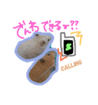 チワワ  ハムスター（個別スタンプ：8）