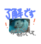 チワワ  ハムスター（個別スタンプ：17）