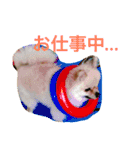まるさんかくしーかく。（個別スタンプ：9）