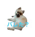 まるさんかくしーかく。（個別スタンプ：11）