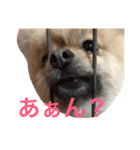 まるさんかくしーかく。（個別スタンプ：15）