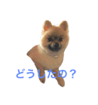 まるさんかくしーかく。（個別スタンプ：19）