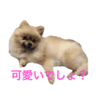 まるさんかくしーかく。（個別スタンプ：22）