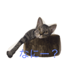 ねこの実用スタンプ（個別スタンプ：2）