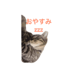 ねこの実用スタンプ（個別スタンプ：3）