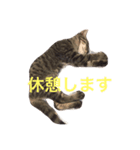 ねこの実用スタンプ（個別スタンプ：4）